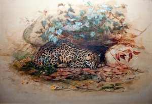 Ocelot